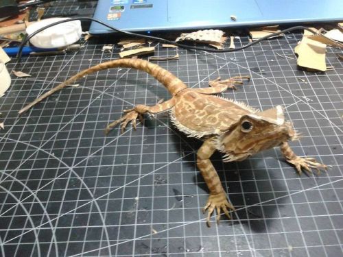 potentialforart: little-vince: Bearded Dragon with cardboard by cardboard artist 鍾凱翔 Zhongkai Xian