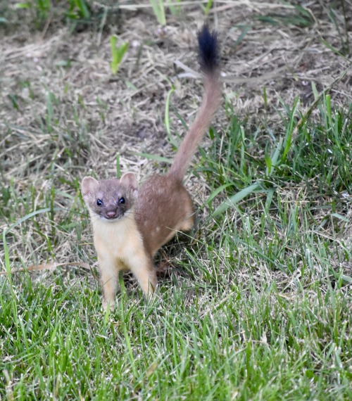 I’ve had a few ‘almost’ experiences with weasels, but I’ve never had a chance to get a good photo. T