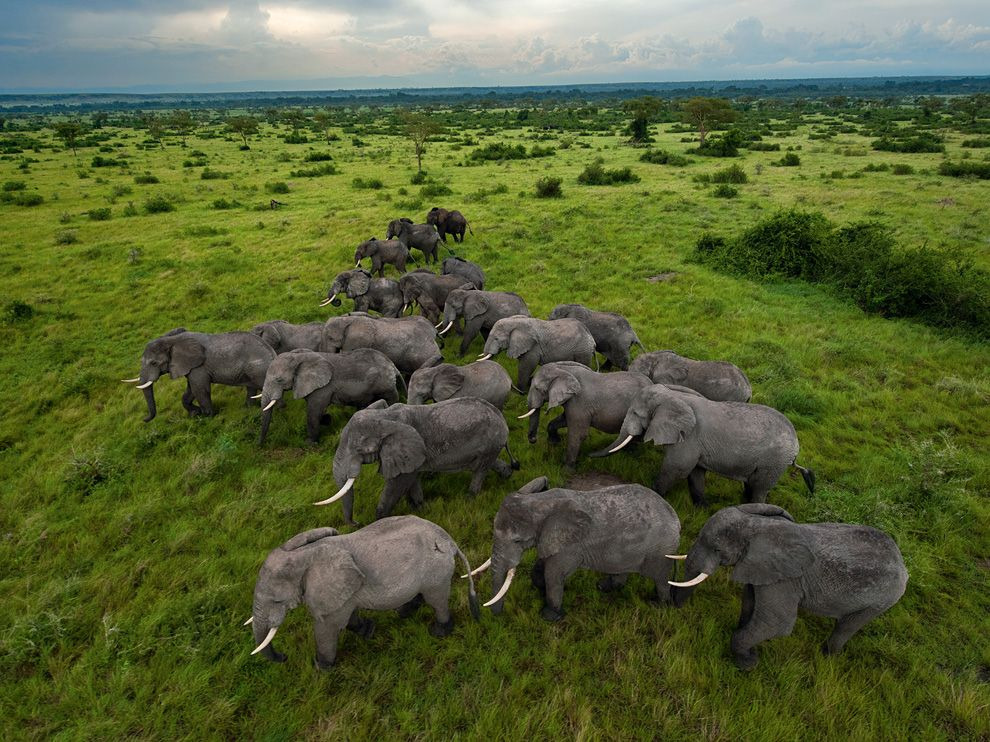 awkwardsituationist:  an elephant is killed by poachers every 15 minutes, meaning