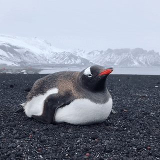 seatrench: Gentoo Penguin (source)