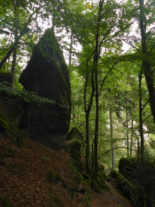 blackforestnature:Descend into the Alb gorge.