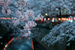 hontai:Sakura after dark  in Meguro River,