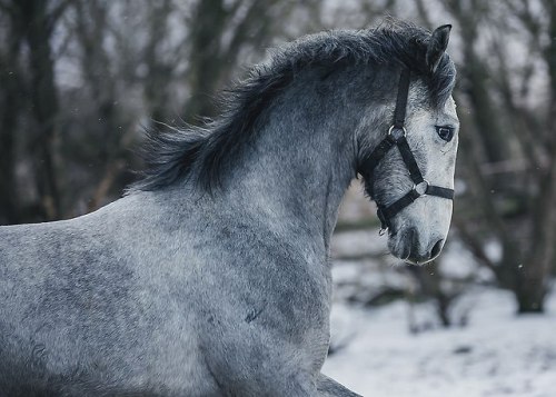 orlovtrotter:Orlov Trotter colt Lunapark