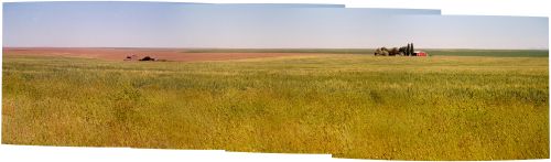 Panoramic assembled view, wheat fields near Harrington, Lincoln County, Washington, June 2005.