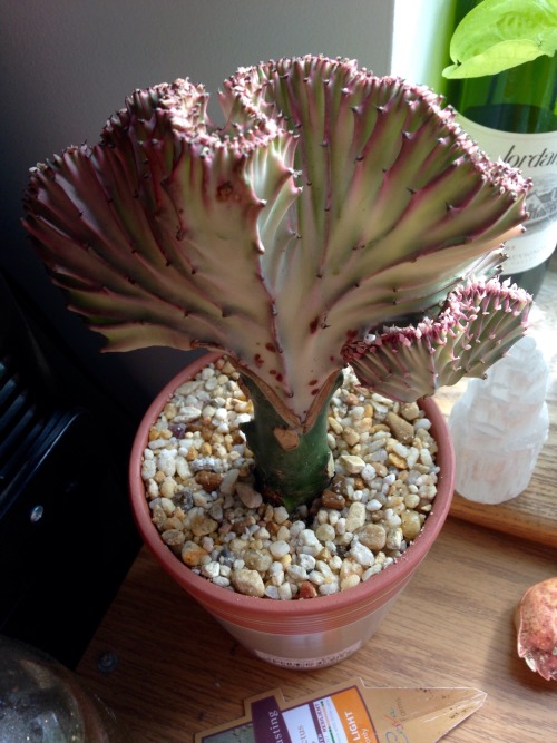 My new coral cactus. It&rsquo;s actually a succulent top grafted onto the base of a cactus, and ther