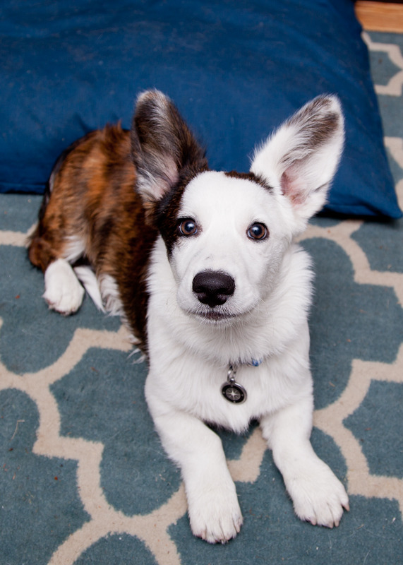 nimbusthelittleblackraincloud:  20 weeks today for Zephyr.  Tomorrow he gets his