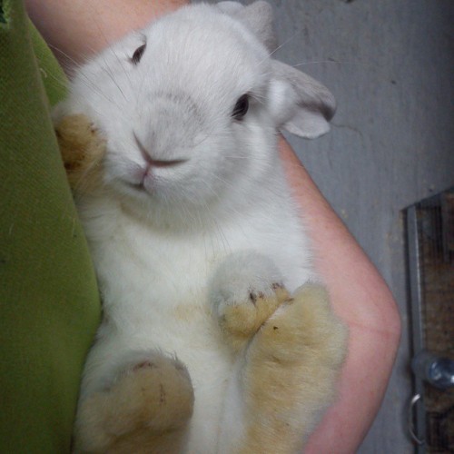 Such stinky feet! #baby #bunny #rabbit #cwtches