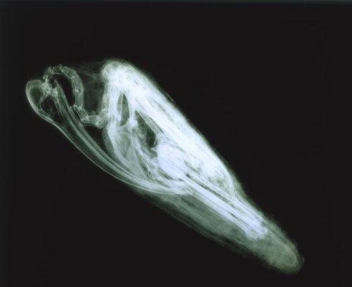 This is one of my favorite x-rays of an animal mummy in our collection. You’ll get to see this ibis 