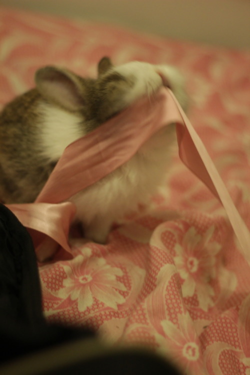 cadenceofchange:fuzzyfurballs:Baby Nala plying with a ribbonbunnybunnybunnybunny