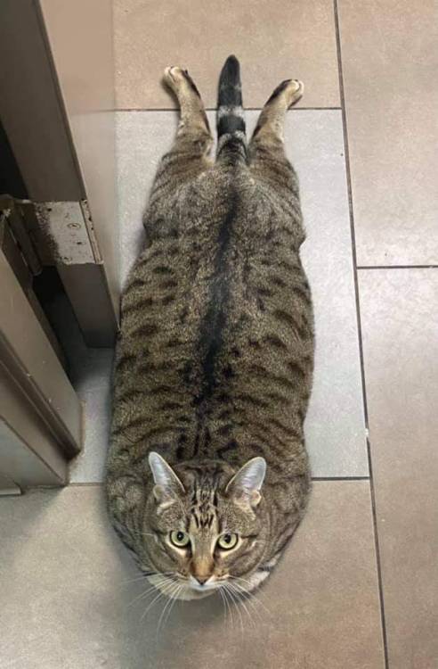 Heckin chonker!