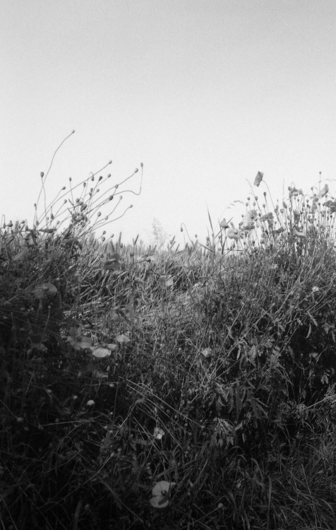 Limburg, Netherlands | July 2021 | Rollei 35 on Fomapan 100