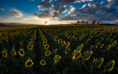 Sunflower sunsets ( Radomir valley | Bulgaria ) by Emil Rashkovski