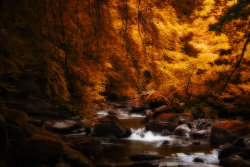 radivs:  River Braan by John McNairn 