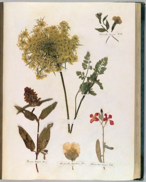 mollysoda:Pages from Emily Dickinson’s herbarium