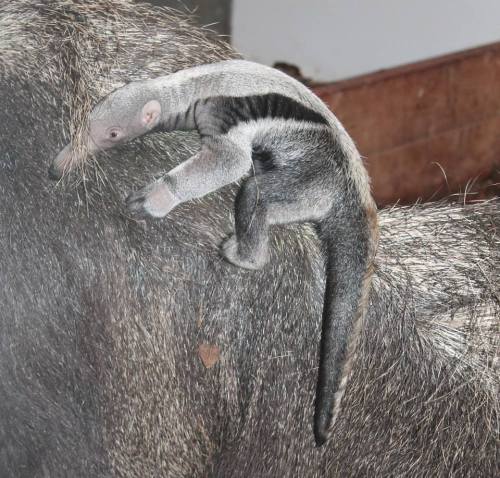 zooborns:Anteater Pup Holds On Tight at Marwell WildlifeMarwell Wildlife in the UK is celebrating it