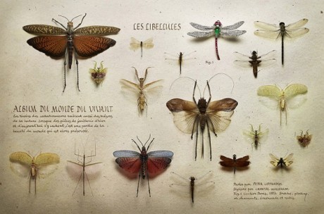 carmidoll:  Peter Lippmann 