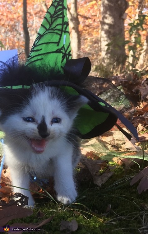 horrorandhalloween:Pet Halloween costumes: Cats