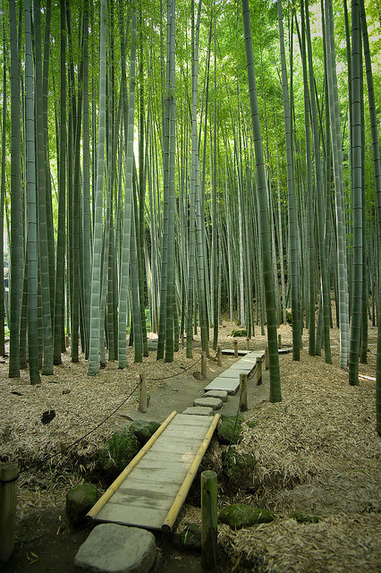 brutalgeneration:  Bamboo Forest by Astrochuppa on Flickr.