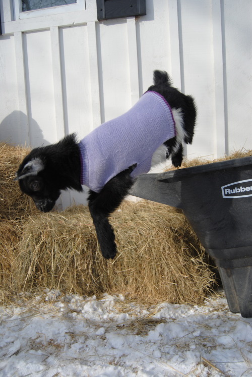 the-goat-barn:this was the little guys first time outside, peanut got to show them around and boy di