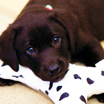 bronzedpearlsx:  I NEED A SECOND PUPPY NOW 