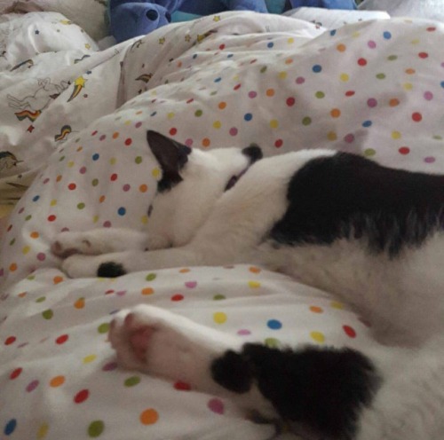 My little monster, I hope he cheers you up a lil! His name is Oreo and he has an unfortunate hilter ‘tash 😊 His favorite things to do are cuddle and play with his brother Smegladon 💜OMG, thank you for this, @princessjellyfishie! Oreo is sooooo