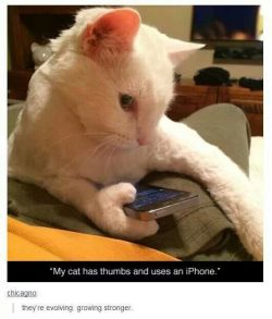 itsstuckyinmyhead:  The Cats of Tumblr