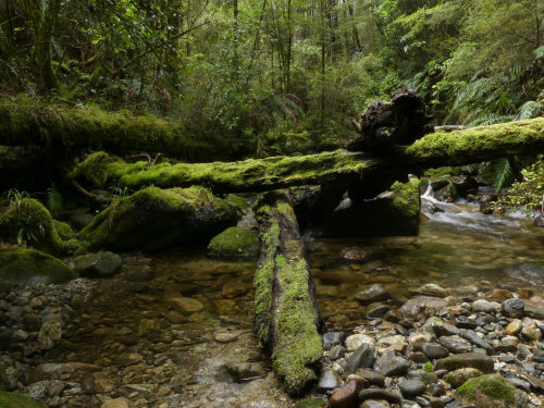 90377:McRae’s Creek ~ Victoria Forest Park by Steve Reekie