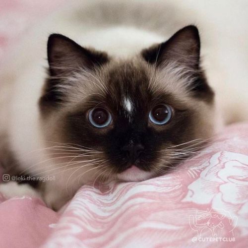 cutepetclub:  From @loki.the.ragdoll: “Who said only Loki can make cute faces? Check out mine!🐱🌸💕” #cutepetclub [source: http://ift.tt/2pEgpje ]