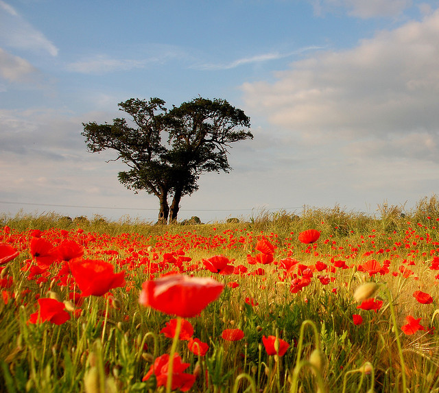 Red Carpet by aremac on Flickr. Tumblr Pics