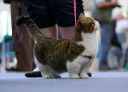 hersheykiss3s:  cuntsulting:  mctwerk:  ok so 3 people messaged me asking what munchkin cats look like. so here.  i used to have one of these omg  I want one omfg aw 