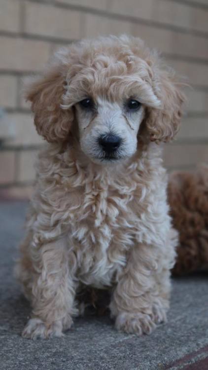  - Toy Poodle. Want more? Follow:http://dogsandpupsdaily.tumblr.com/ 