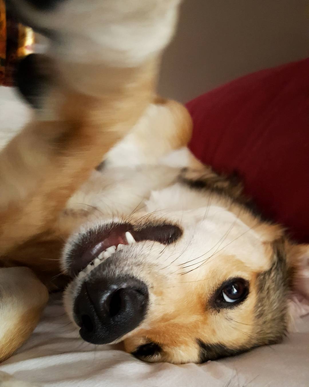 Stella is such a goofball. This is how she wakes me up every morning&hellip;