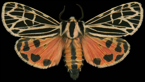 ex0skeletal:Winged Tapestries: Moths at Large, a special exhibition of oversized prints by Canadian 