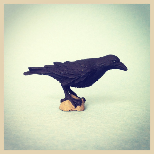 Raven, Safari, 2014, ID 150829.