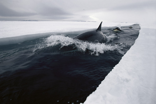 thelovelyseas:  Orca or Killer Whale (Orcinus orca) travels down opening leads of