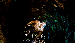 nosafezone-blog:  The Walking Dead + Notable Walkers↳ “You believe in dead