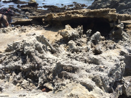 bummercloud:coquina; monterey formation; tafoniCoquina - limestone rock made entirely of shattered s