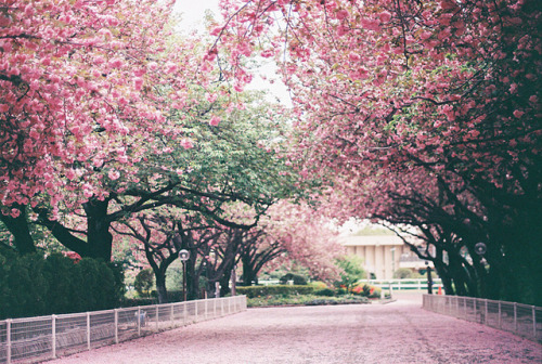 petalier:一面桜色 by ekorimama on Flickr.