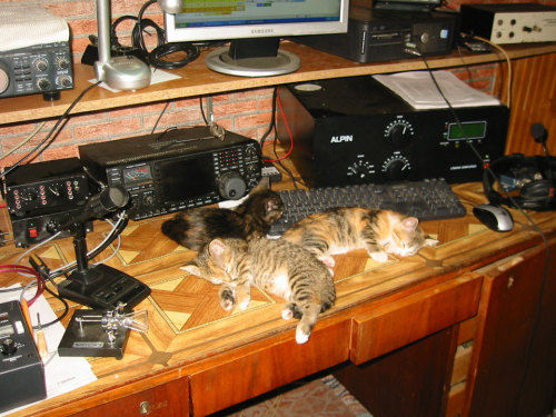 totheark: ham radio cats