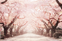 milkpeu:  cherry blossom avenue (by Naoko) 