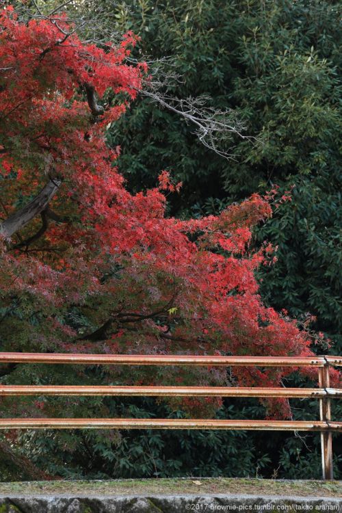 ‘21.11.23 興福寺、浅茅ヶ原にて夜も明けてきて、陽が差してきました。まだ興福寺から400ｍ程しか移動してないのに、もう1時間ほど経っている･･。この季節は足を止めさせる光景が多いです。