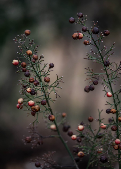 brucespencer: “Backyard Berries” ©Bruce Spencer 2016