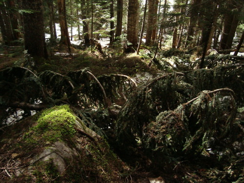 Porn Pics indigo-shine: Radium Lake trail, British