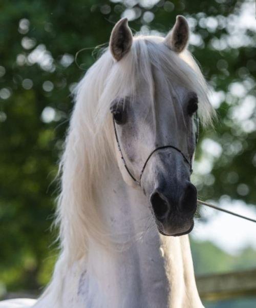 horsesarecreatures: Al Tair Mounaz El Din - 2010 Straight Egyptian Arabian Stallion