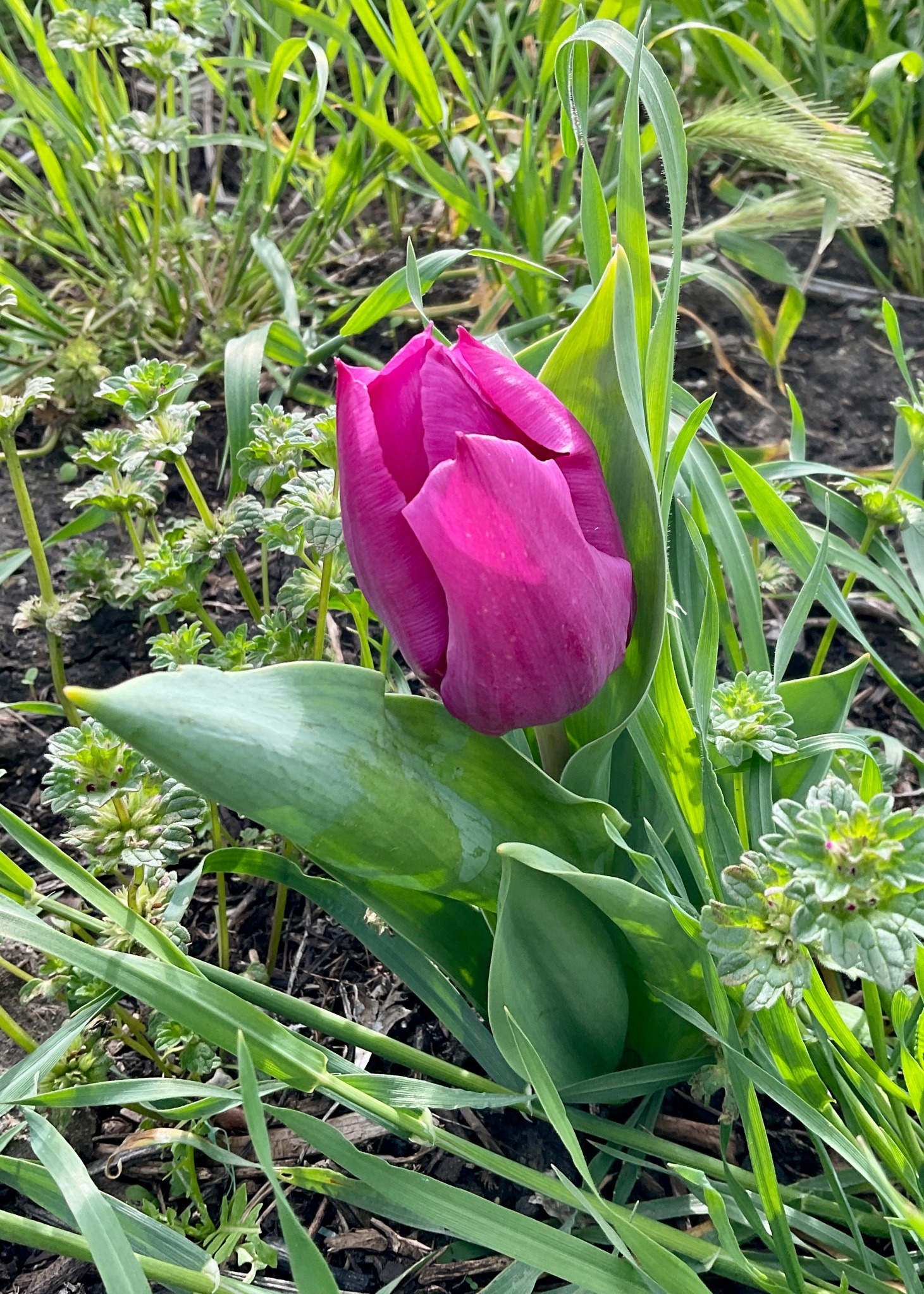 A bright purple tulip, mostly closed, in a bed of green leaves.