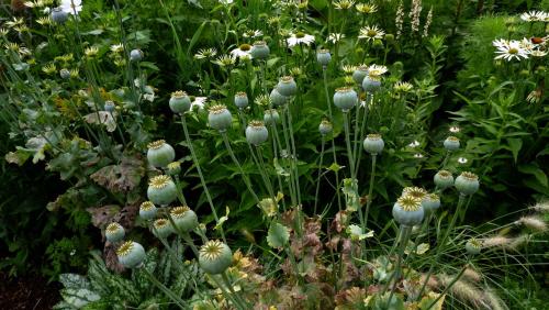 Going to seed at RHS Harlow Carr, North Yorkshire. England.