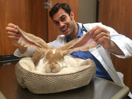 emperorcaligulove:  boredpanda:    http://www.boredpanda.com/hottest-vet-pet-doctor-evan-antin-california/   ummmmmmmm this post is missing his best picture 