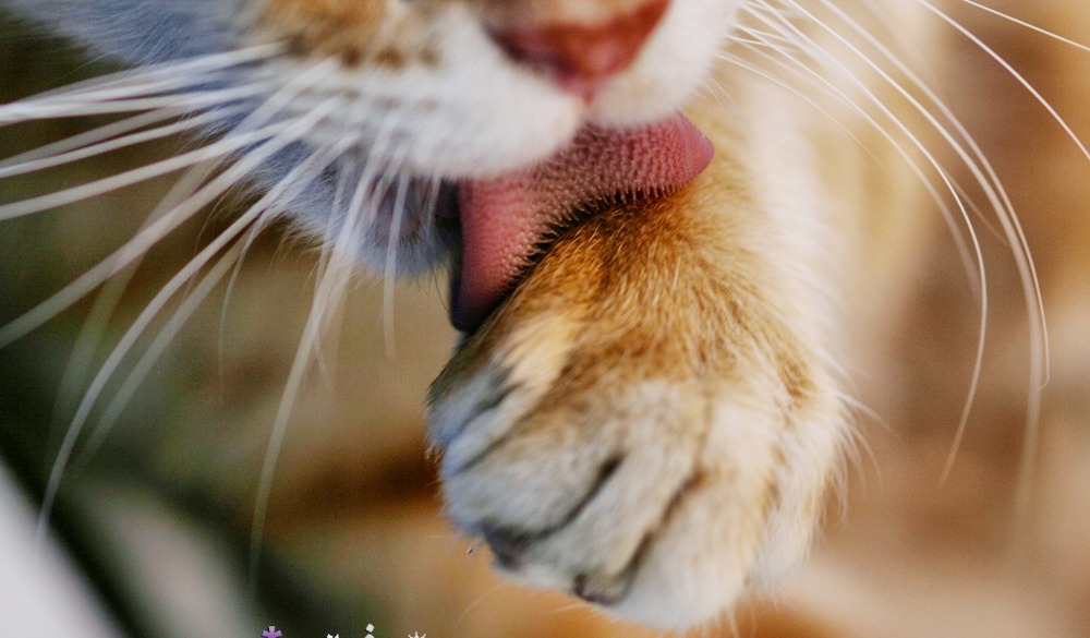 gatosonlyspell:  Wallpapers…Fondos de Pantalla Gatunos…