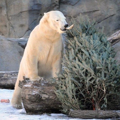 brookfieldzoo:  Our #polarbear Anana received adult photos