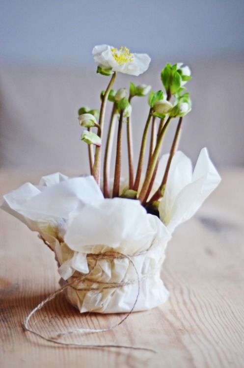 styleandcreate: Christmas rose | Photo by Linn, Home by Linn blog  Follow Style and Create at I